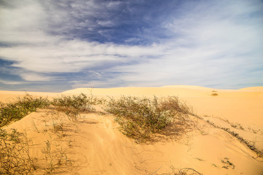 Wüstenlandschaft in Vietnam. Dünen mit Dünengraß. 