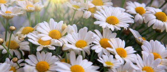 White daisies flowers in bright sun light.
