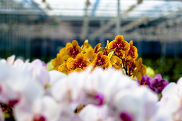 Flower Bouguet detail