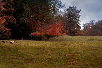 Beautiful autumn in the park