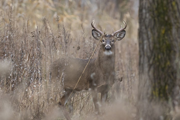 Male white tailed deer in autumn