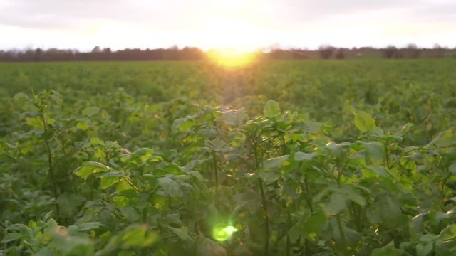 Feld im Sonnenuntergang