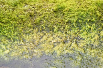 green lake texture
