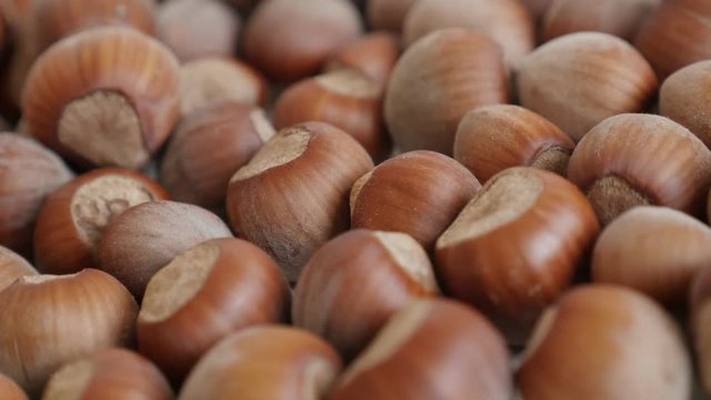 Nuts of the species Corylus avellana close-up footage - Panning on ripe hazelnuts on white background 
