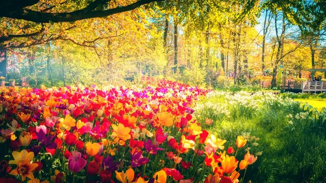 Beautiful spring park with tulips, 4K