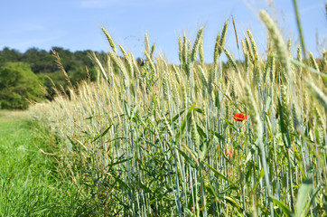 Getreidefeld im Hochsommer mit Mohnblume