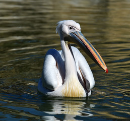 pelecanus