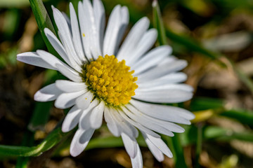 Obraz premium Daisy flower blooming in spring sunlight
