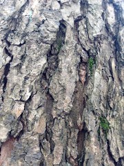 Just bark on a tree. Look at this photo from a distance and from different angles!  You will see something quite unusual