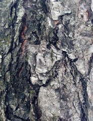 Just bark on a tree. Look at this photo from a distance and from different angles!  You will see something quite unusual