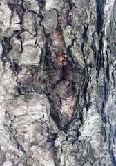 Just bark on a tree. Look at this photo from a distance and from different angles!  You will see something quite unusual