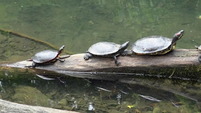 Three freshwater turtles (red-eared slider) on a log.