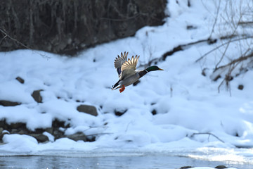 wild ducks  make a landing and fly up over the river in the winter 