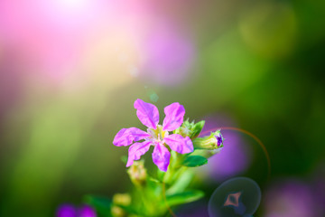 Plakat Soft focus beautiful purple Cuphea hyssopifolia flower