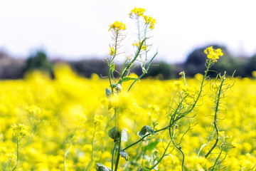 canola flower field in jeju island close ups