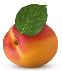 Fresh ripe apricot with leaf