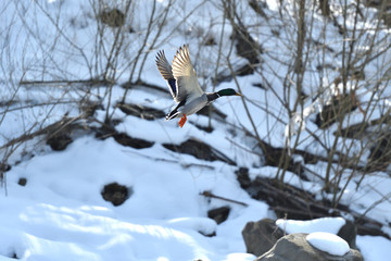 wild ducks  make a landing and fly up over the river in the winter 