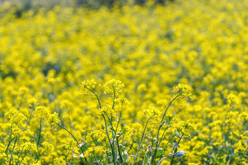 canola flower field in jeju island close ups
