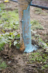 Apple trees in march treated with Bordeaux mixture to combat mildew. 