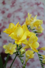 黄色いフリージアの花