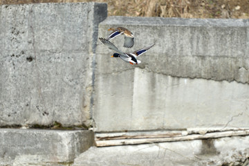 wild ducks  make a landing and fly up over the river in the winter 
