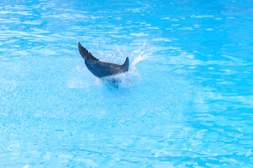 Fototapeta premium dolphins in the aquarium close-up