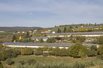 Fototapeta premium Massentierhaltung in den Monti Lessinis