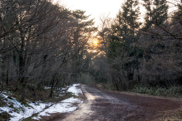 Obraz premium saryeoni forest trail in winter