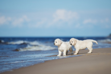 two golden retriever puppies on a beach