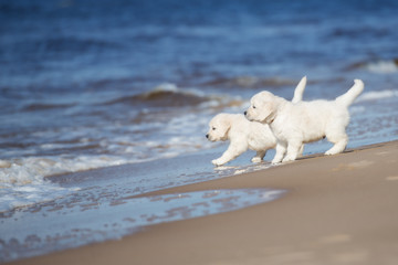 curious puppies on the beach walking into water