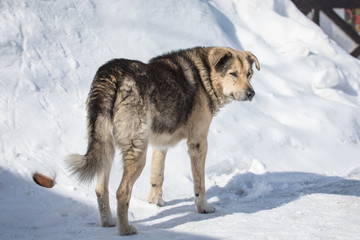 The homeless mongrel on the city street in the cold winter sunny day