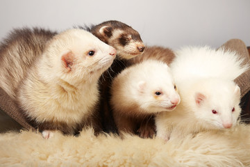 Cute ferret group portrait in studio