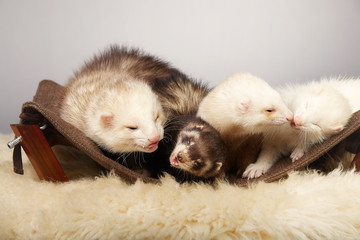 Cute ferret group portrait in studio