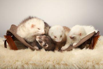 Fototapeta premium Cute ferret group portrait in studio
