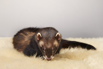 Obraz premium Pretty dark ferret portrait in studio