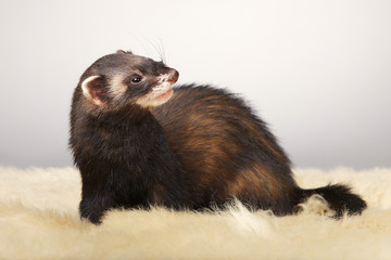 Pretty dark ferret portrait in studio