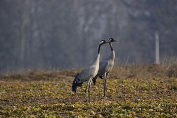 cranes on the field