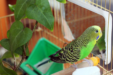 A beautiful wavy parrot near the mirror. Yellow-green parrot