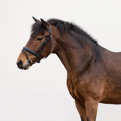 Bay horse pony isolated on light background