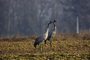 cranes on the field