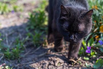 Cute black cat walking on flowerbed in the garden