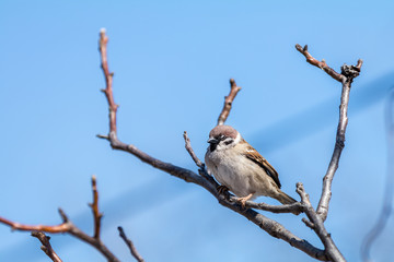 Sparrow on the branch. Sunny day. Blue sky. Beautiful early spring day.