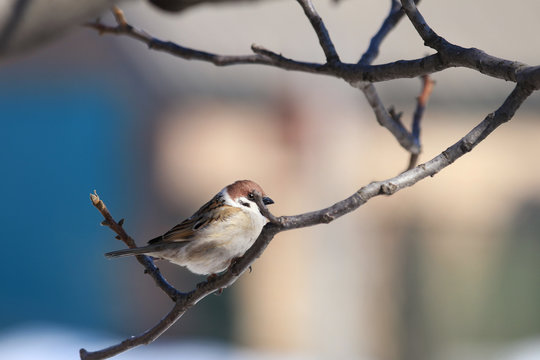 Sparrow on the branch. Sunny day. Blue sky. Beautiful early spring day.