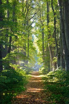 Road in a beautiful forest in the morning