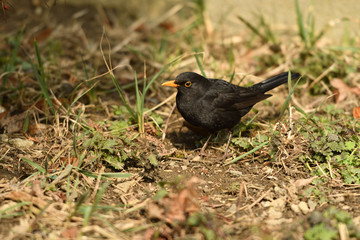 Blackbird thrush watching in the grass