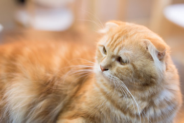 Orange scottish fold cat in selective focus.