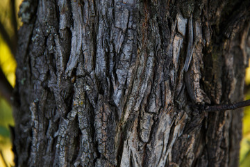 The bark of an old tree nature texture