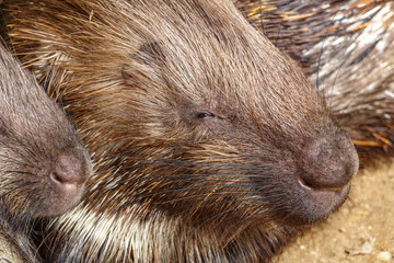Profile of porcupine sleeping