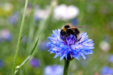 Bumblebee sitting on a blue cornflower