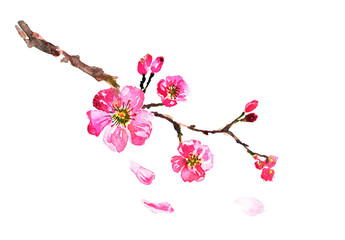arbre sakura  aquarelle, fleur de cerisier